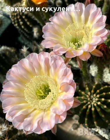 Кактус Echinopsis Hybrid Light Ombre уникален цъфтеж 