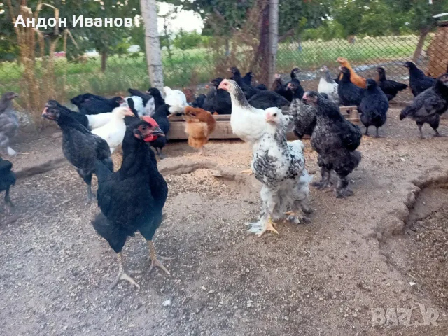 Пиленца(пилета) излюпени на 02.06.2026г.., снимка 12 - други­ - 55062573