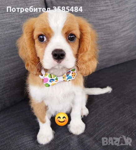 Кавалер Кинг Чарлз шпаньол, снимка 5 - Кавалер кинг чарлз шпаньол - 54469770
