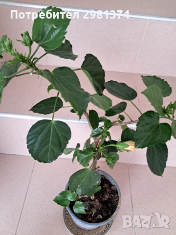 Китайска роза-Хибискус(голямо), снимка 4 - Стайни растения - 54216672