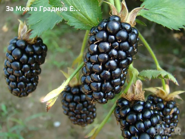 Къпина - Уашито сладка без бодли, снимка 3 - Разсади - 54021060