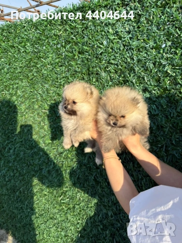 Мини померан , снимка 4 - Померан - 53989288