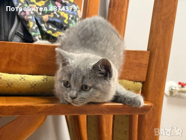 🐾 Прекрасни женски котенца Британска късокосместа търсят своя дом 🐾, снимка 2 - Британска късокосместа - 55143627