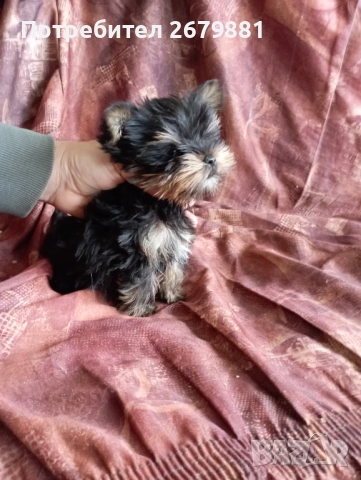 Мини йорки , снимка 4 - Йоркширски териер - 54171759