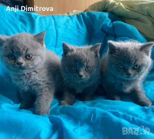 Британска късокосместа.