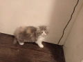 Продавам персийски котенца , снимка 4