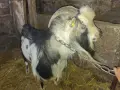 Мини мъжко на 3 години, снимка 2