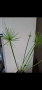 Водна палма, циперус, cyperus Haspan, снимка 1
