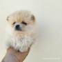 Мини Померани!!!, снимка 4