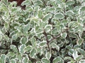 Питоспорум, Pittosporum Tenuifolium Variegatum, снимка 1