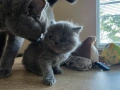 Британска късокосместа, снимка 6