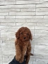 Той Пудел Момче  /Toy Poodle, снимка 5
