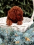 Той Пудел Poodle toi , снимка 3