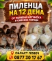 Малки пилета и пъдпъдъци!, снимка 1