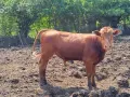 Продавам крави, юници и телета, снимка 17