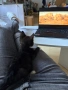 МЪЖКО КОТЕНЦЕ Търси дом, снимка 6