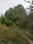 Широколистна гора 14,800 дка в землището на с. Злати Войвода, общ. Сливен, снимка 5
