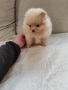 Померан мини женско., снимка 3