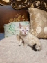 Бенгалски котета, снимка 2