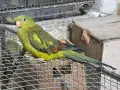 продавам женски планиски папагал 2024 година, снимка 3