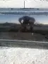 Предна лява врата Nissan Micra K11 2/3 врати, снимка 3