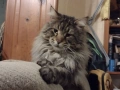 Котенца Мейн Куун момче и момиче, снимка 6