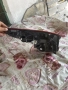 десен стоп нисан къшкай j11 2018г nissan qashqai, снимка 3