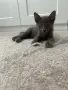 Коте - 2 месеца, снимка 13