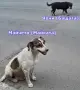 Подаряваме 8 малки сладки кученца на около месец кафеви и черни, снимка 4