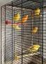 Фазани и патици, снимка 9