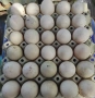 Продавам яйца от неми патици и от кокошки супер харко , снимка 3