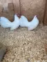 Продавам бял Розкомб, снимка 6