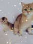 Шотландско мъжко Скоттиш Фолд. , снимка 4