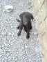 🐶 Продавам прекрасно кученце! 🐶 Търсят своя нов, любящ дом! ❤️  здраво, игриво момиче!, снимка 1