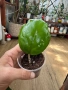  Hoya Хоя Seeds 002, снимка 2