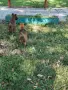 Малки кученца белгийска овчарка , снимка 2