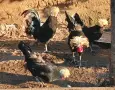 Продавам 2 чифта Холанки , снимка 2