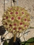 Hoya Хоя Hanhiae Yellow, снимка 1