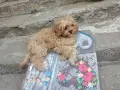Палава принцеса кавапу, снимка 2