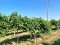 Продавам висококачествено винено грозде – сорт МЕРЛО, снимка 5