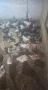 Продавам селски пилета, снимка 11
