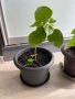 Китайска червена кичеста стайна роза, снимка 2