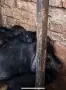 Виетнамски прасета , снимка 4
