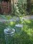 Олеандър (зокум, лян, Nerium oleander), снимка 2