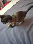 Бездомно женско коте, снимка 17