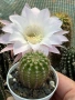 Кактус Echinopsis Hybrid нежно бял цвят с розови нюанси , снимка 5