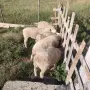 Продавам овце Ил дьо франс, снимка 4