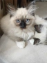 Чистокръвни котенца Ragdoll, снимка 7