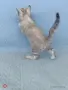  Женска бенгалска котка, Bengal Snow Lynx, , снимка 2