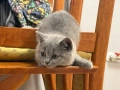 🐾 Прекрасни женски котенца Британска късокосместа търсят своя дом 🐾, снимка 2
